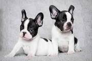 BULL DO FRANCES CERTIFICADOS.