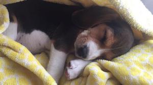 Beagle 2 Meses