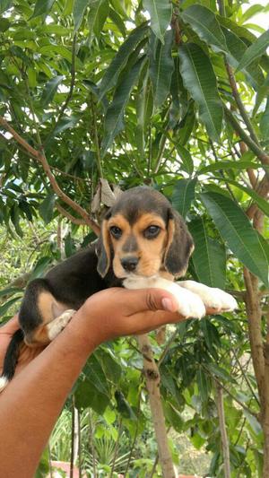 Beagle Tricolor Macho Criadero Certificado