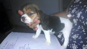 Beagle Venta