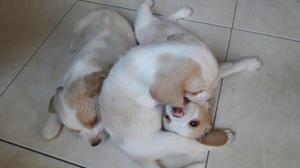 Beagles Limón Cachorros