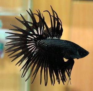 Betta Ct Negro 50Mil