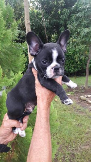 Bulldog Frances