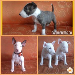 Bullterrier con Pureza Certificada