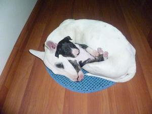 Bullterrier, quedan 3 los dejo 300