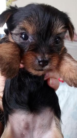CACHORRITA YORKSHIRE
