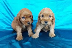 CACHORROS COCKER