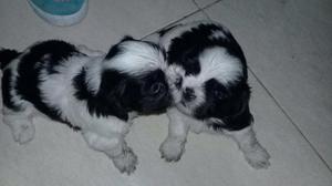 CACHORROS SHIH TZU