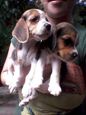 Cachorras Beagle