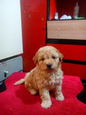 Cachorrito Frespuder