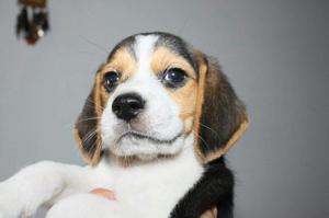 Cachorro Beagle