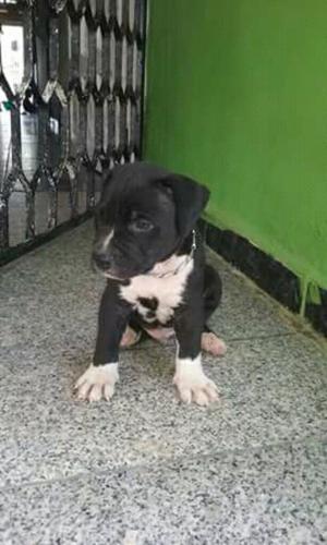 Cachorro Pitbull