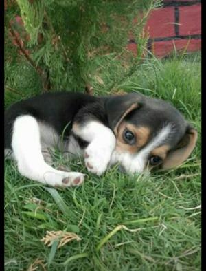 Cachorros Beagles Tricolor Y Limon Ingle