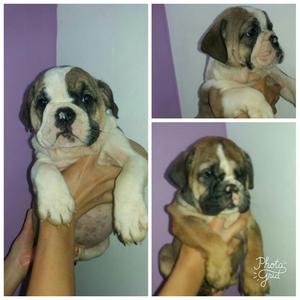 Cachorros Bulldog Inglés Hembras Y Macho