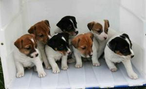 Cachorros Jack Rrussell