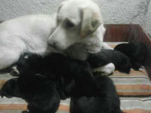 Cachorros Labradores Negros Dorados
