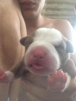 Cachorros Pitbull