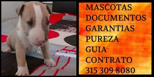 Divino Hermoso Bull terrier