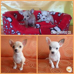 Divinos Chihuahua Y Más Razas para Ti