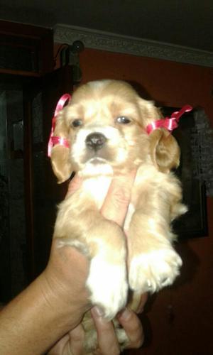 Encantos de Cocker Spaniel