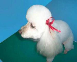 French Poodle Hembra