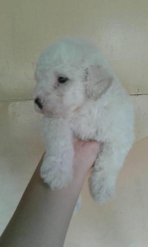 French poodle mini toy Disponibles.!