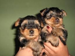 GARANTIZADOS CACHORROS YORKSHIRE