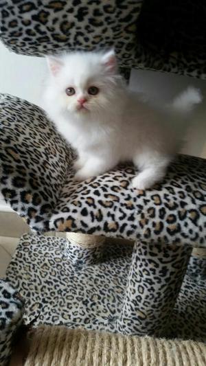 Gata Persa.