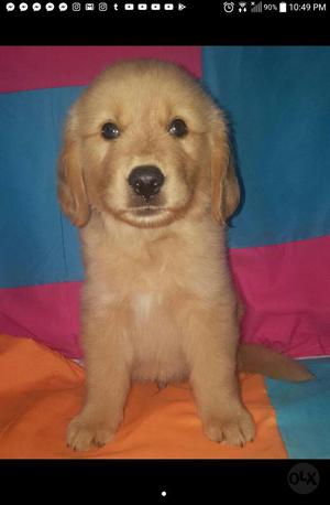 Golden Retriever en Venta❤