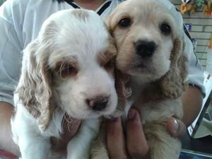 HERMOSOS COKER SPANIEL PUROS ORIGINALES