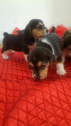 Hermosos Beagle