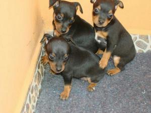 Hermosos Cachorros Pincher a La Venta