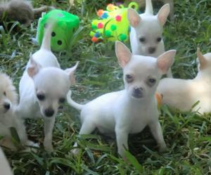 Hermosos Chihuahua Bolsilleros