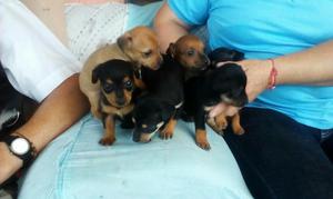 Hermosos Perritos Pincher