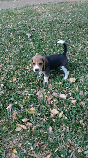 Lindos Cachorros Beagle