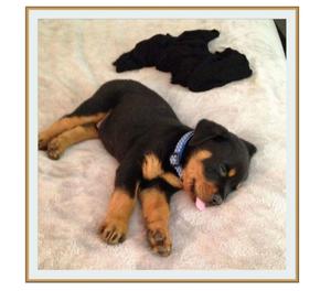 MACHOS Y HEMBRAS ROTWEILER SE REALIZAN ENVIOS 