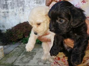 Mini Pinscher Y French Poodle Hermosos