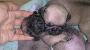 Pug Minis