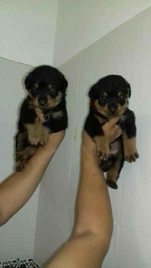 Rottweiler Linea Alemana