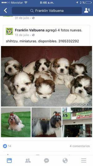 Shihtzu Minis