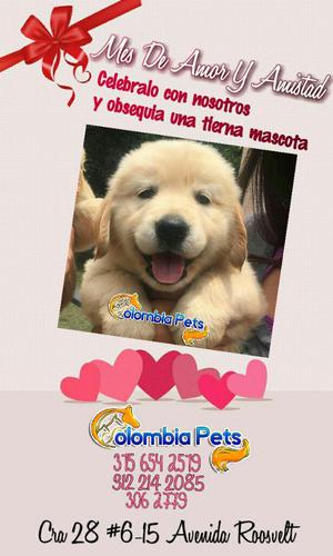 Tiernos Golden Retriever Certificados