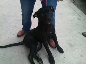 Toby en Adopcion Responsable