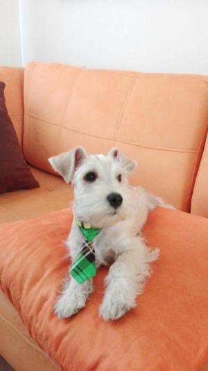 VENDO LINDO CACHORRO SCHNAUZER PURO 