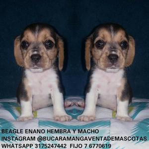 Vendo Beagle Chiquitico