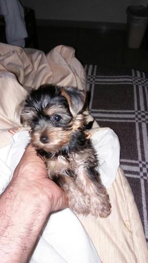 Vendo Dos Hermosos Yorkshire