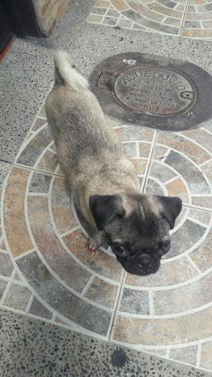 Vendo Hermosa Hembra Raza Pugg