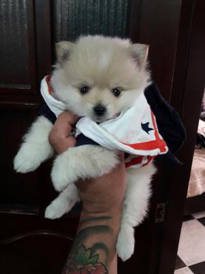 Vendo Hermosos Pomerania Lulu