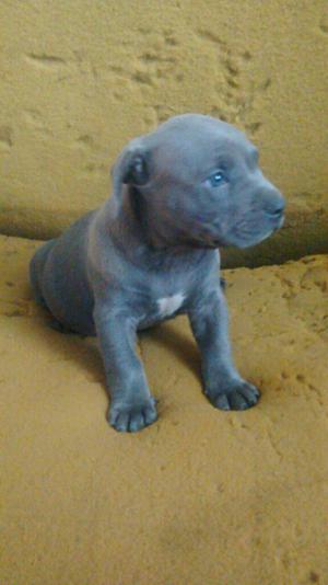 Vendo Perrito Pitbull Bully Gris