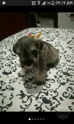 Vendo Schnauzer