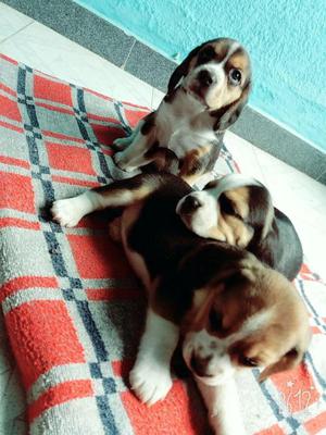 Vendo hermosos cachorritos Beagle tricolor con pedigree